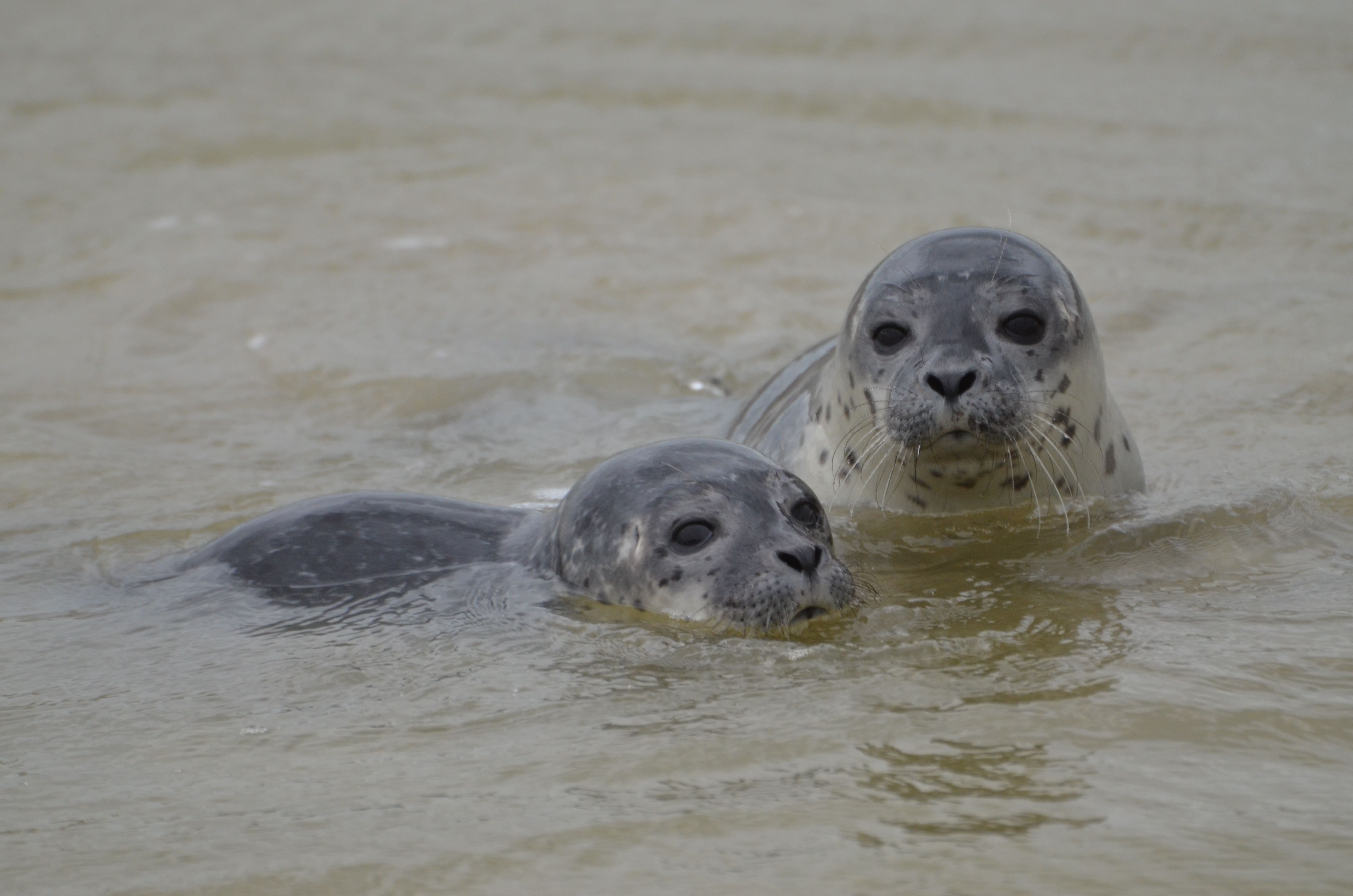 Comment Observer Les Phoques En Baie De Somme Rando Nature Baie De Somme